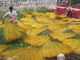 "Ghé thăm" làng dệt chiếu cói có tuổi đời trăm năm ở Phú Yên