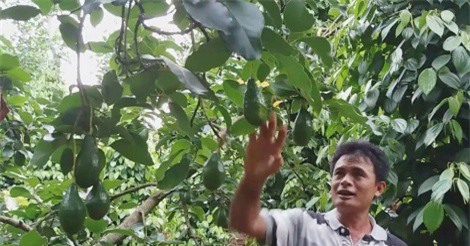 Làm giàu ở nông thôn: Chỉ có 60 cây bơ sáp xen tiêu, thu 300 triệu