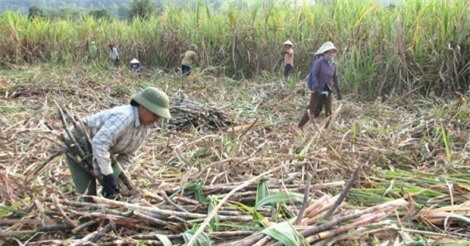 Tâm thư kêu cứu của ngành mía đường được chuyển tới 4 bộ ngành