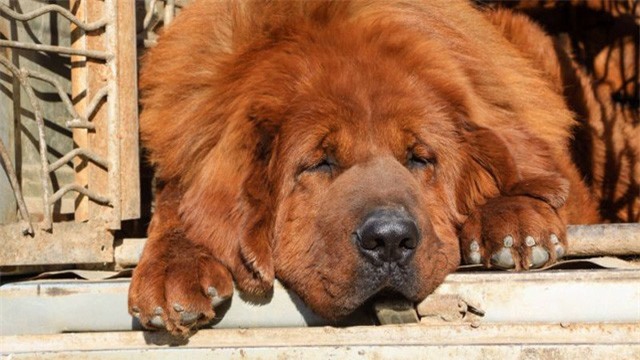 Tranh nhau mua giống chó vài chục tỷ đồng/con