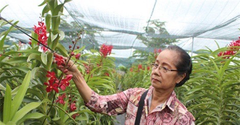 Trồng hoa lan giữa trung tâm thành phố