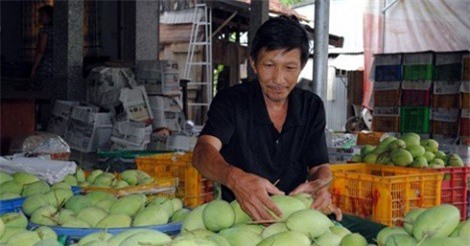 Xuất khẩu xoài sang Mỹ: Lắm nỗi gian truân