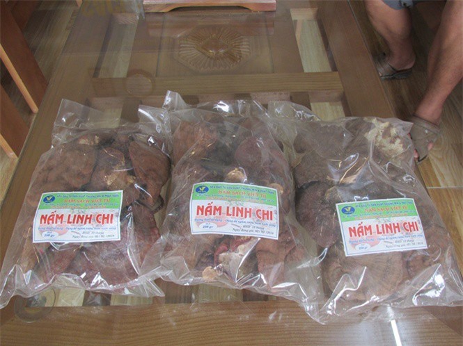 8X khởi nghiệp từ trồng nấm xuất khẩu, lãi 500 triệu đồng/năm