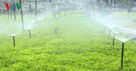 Thu nhập hàng trăm triệu từ mô hình trồng cải xà lách xoong