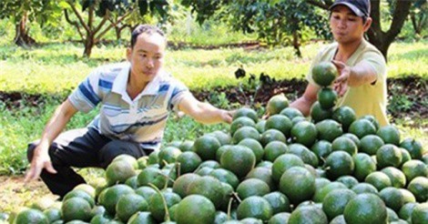 Sở NNPTNT Đắk Nông: Cây bơ sẽ không đi vào "vết xe đổ" của hồ tiêu