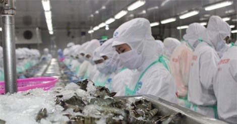 Thương lái trả giá "xởi lởi", giá tôm quay đầu tăng nhẹ