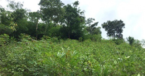 Khai quật mộ nam thanh niên để điều tra nguyên nhân tử vong