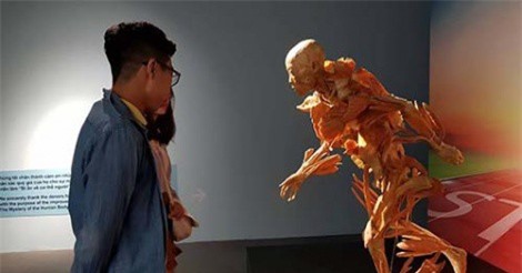 Bộ Văn hóa yêu cầu báo cáo về triển lãm cơ thể người