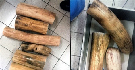 Hà Nội: Trả hồ sơ vụ cán bộ hải quan kiếm tiền tỷ từ “rút ruột” ngà voi