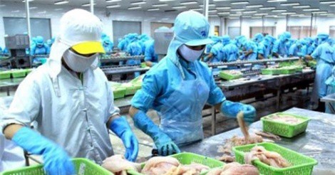 Khắc phục "thẻ vàng" IUU: Doanh nghiệp gặp khó trong khâu xác nhận nguyên liệu khai thác