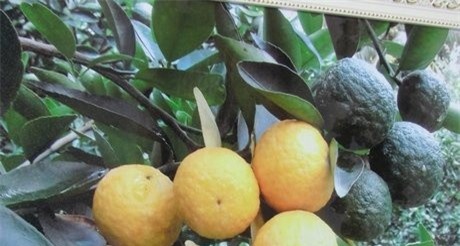 Có 1 không 2: Cam sành ra trái 2 màu, giá nửa triệu/quả chưa bán