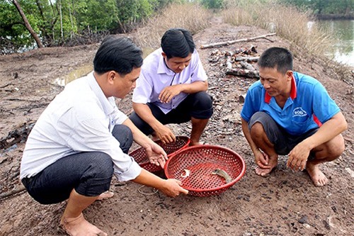 Lạ mà hay: Chán tôm sú, nuôi tôm tích ở can nhựa, bán 1,4 triệu/kg