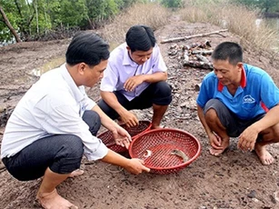 Lạ mà hay: Chán tôm sú, nuôi tôm tích ở can nhựa, bán 1,4 triệu/kg