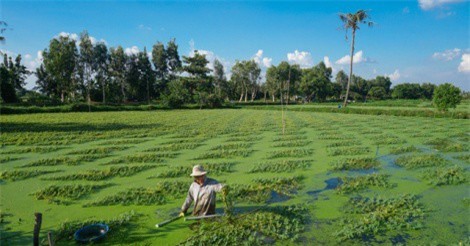 Lội ao hái rau nhút kiếm hơn triệu đồng mỗi ngày ở Sài Gòn