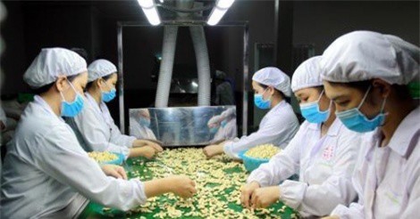 Ngành điều 'cầu cứu' ngân hàng gói tín dụng 800 triệu USD