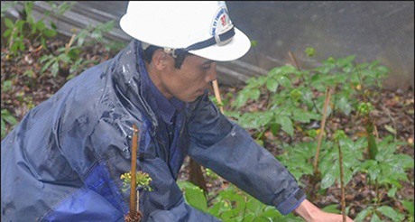 Nơi hẻo lánh, dân chờ khấm khá khi trồng 2 loại sâm quý