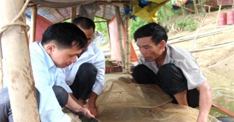 Nuôi nhốt "thủy quái" vào lồng trên sông Lô, cả làng kiếm bộn tiền