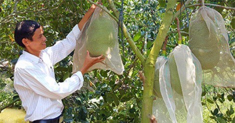 Từ chổ rớt "cái bịch", giá mít Thái vụt tăng gấp đôi, nhà còn nhiều trúng lớn