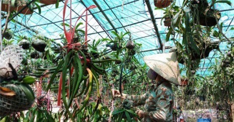 "Đột nhập" vườn phong lan quý lớn nhất Hưng Yên, doanh thu hơn 2 tỷ đồng/năm