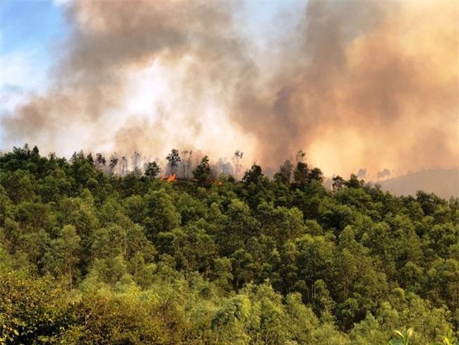 Cháy gần 10ha rừng thông ở Thanh Hóa