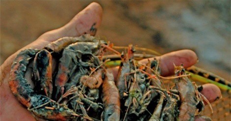Nắng nóng làm tôm chết hàng loạt, nông dân Quảng Nam điêu đứng