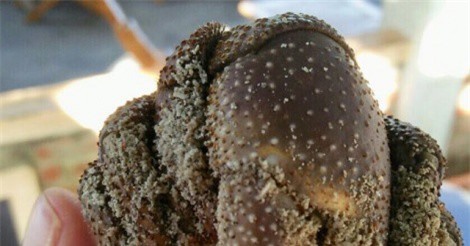 Bất ngờ bên trong lọ gốm cổ dưới đáy biển Lý Sơn