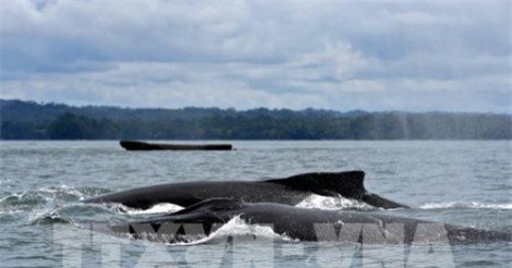 Colombia bắt đầu mùa du lịch ngắm cá voi lưng gù