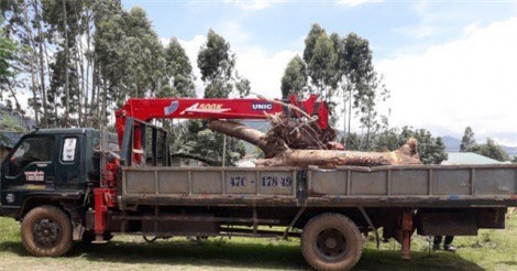 Đắk Lắk: Kiểm lâm xin thỏa thuận với dân vì tự ý cắt gỗ tang vật