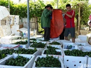 Lùng sục khắp nơi buôn chanh giải nhiệt, lãi 1,5 triệu/ngày