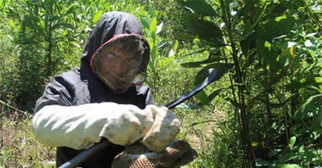 Nghề săn ong 'tử thần' ở Quảng Nam