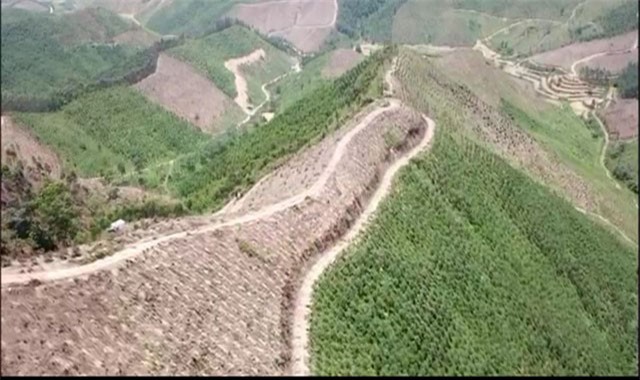 Quảng Ninh: Rừng phòng hộ bị phá tan hoang, tỉnh vào cuộc yêu cầu kiểm tra, xử lý