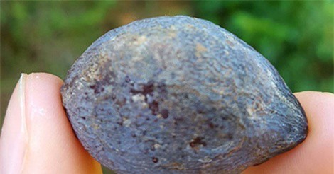 Thương lái Trung Quốc lùng mua quả trám giá cao gấp 5 lần