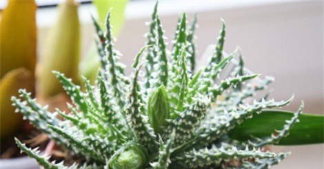 6 loại cây trồng trong nhà được ví như máy làm mát không khí