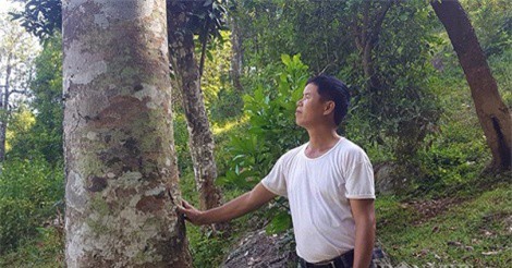 Cây trám “đẻ ra tiền” được "đại gia" Trung Quốc đặt mua liền 10 năm