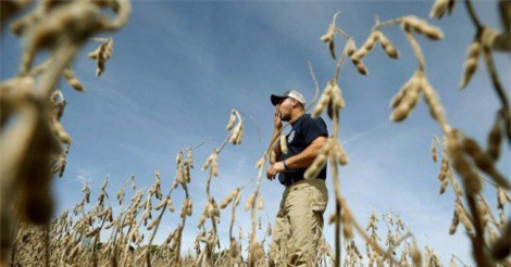 Chiến tranh thương mại gây xáo trộn dòng chảy nông sản toàn cầu