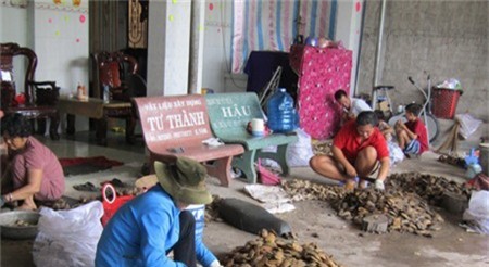 Kiếm bộn tiền từ hạt người khác vứt đi