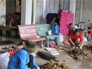 Kiếm bộn tiền từ hạt người khác vứt đi