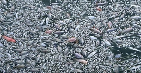 Lại xuất hiện cá chết hàng loạt ở hồ Tây