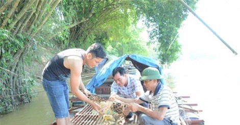 Làng có cuộc sống ấm no từ nuôi 'chúa tể' dòng sông