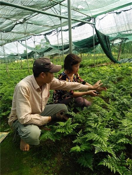 Mỗi tháng "đút túi" 35 triệu đồng nhờ trồng dương xỉ lấy lá