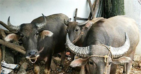 Nghệ An: 5 con trâu bị ăn trộm trong đêm khi gia đình đang mải xem World Cup