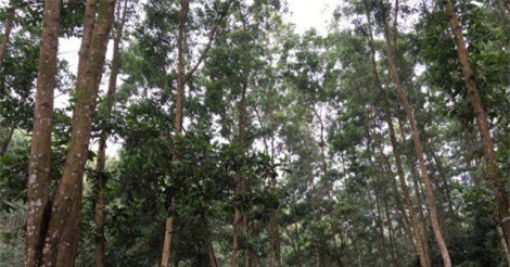 Phú Thọ quyết "đòi" hơn 3.000 ha đất của Tổng công ty Giấy