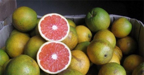 Cam ruột đỏ độc lạ, người dân đổ xô đi mua