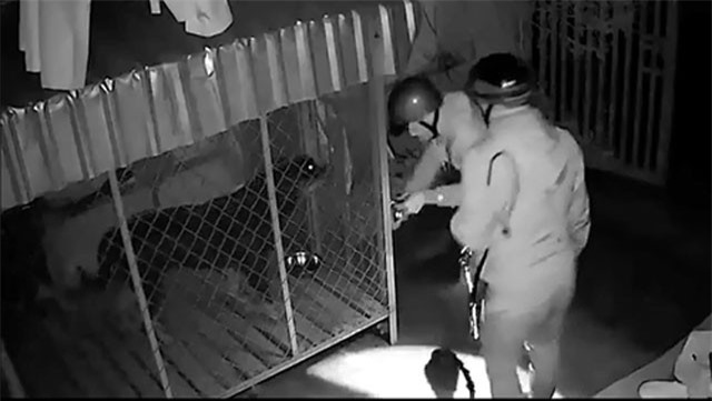 Đắk Lắk: "Cẩu tặc" bẻ nhiều lớp khóa, trộm 2 con chó quý trong tích tắc