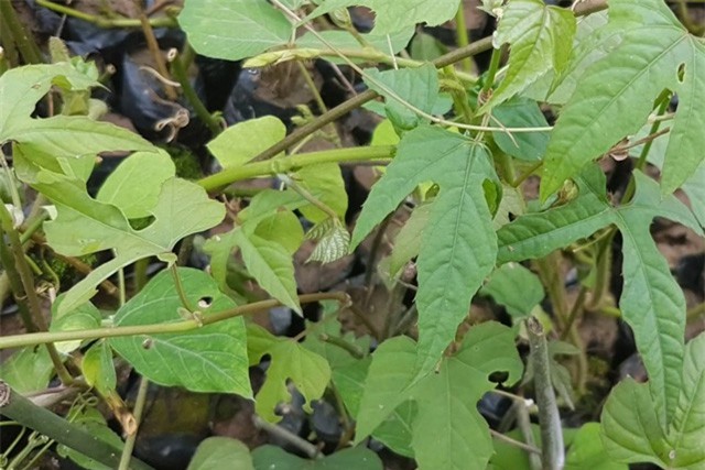 Hết đau lưng, ngăn lão hóa xương khớp nhờ cây chìa vôi