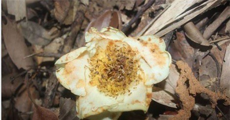 Phát hiện 2 loài trà mi quý hiếm ở Hà Tĩnh