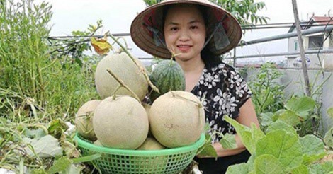 "Phát hờn" với vườn dưa 50 m2 trên sân thượng của bà mẹ Hà Nội