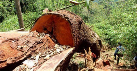 Truy nã hai lâm tặc cầm đầu vụ phá rừng lim xanh hàng trăm tuổi