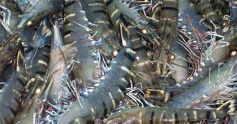 Hơn 12.000 ha diện tích tôm sú tại đồng bằng sông Cửu Long bị thiệt hại