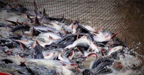 Phát triển mạnh nuôi cá tra nguyên liệu đáp ứng nhu cầu chế biến xuất khẩu